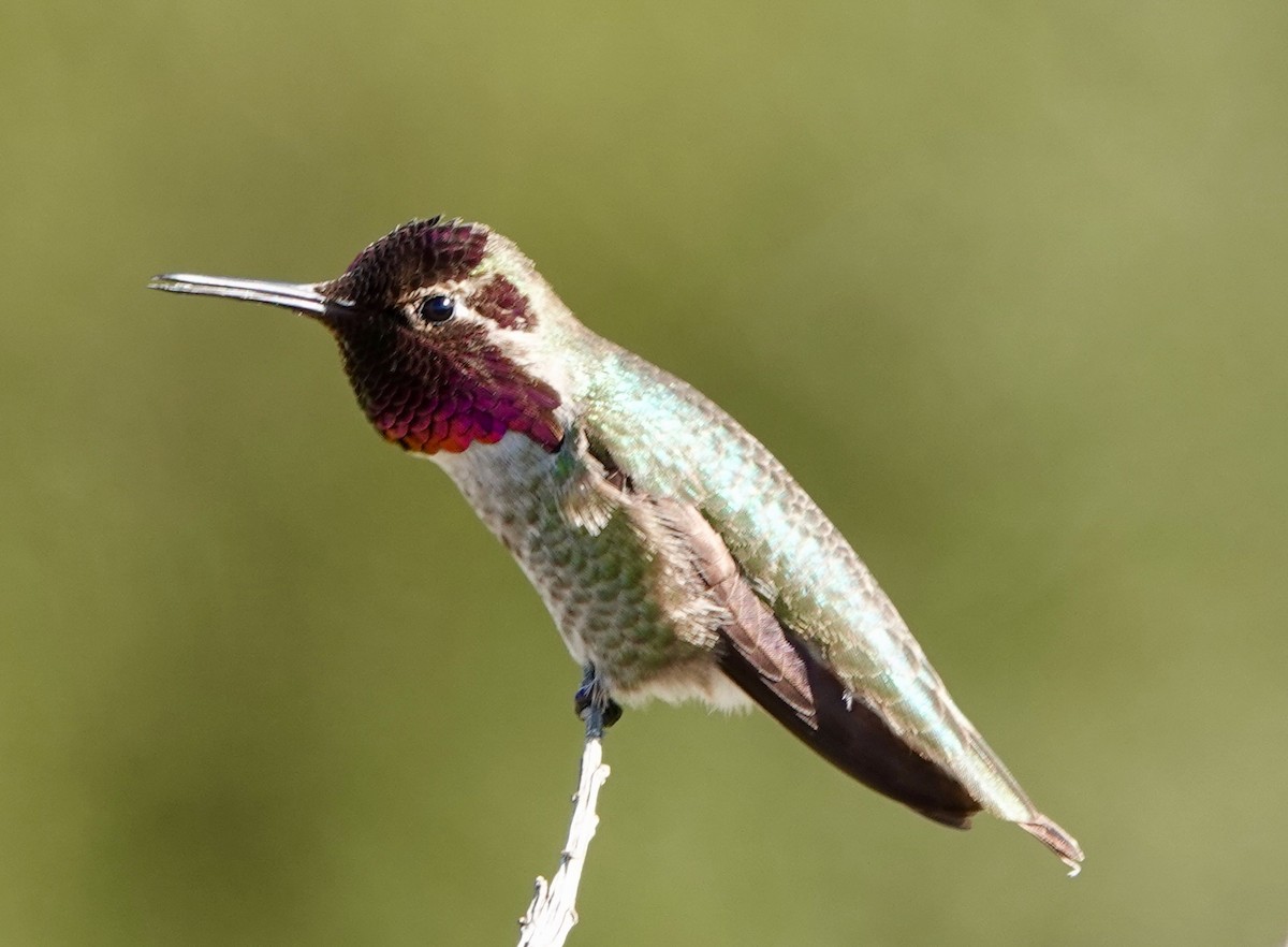 Anna's Hummingbird - ML310495291