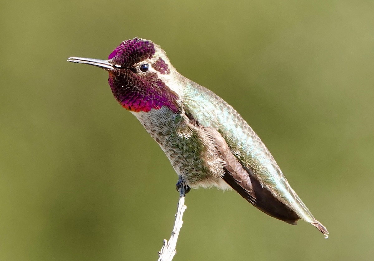 Anna's Hummingbird - ML310495301