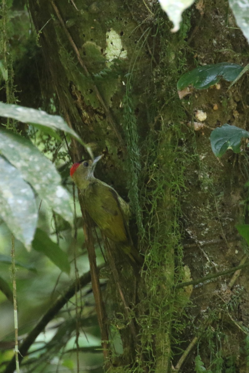 Elliot's Woodpecker (Elliot's) - ML310495441