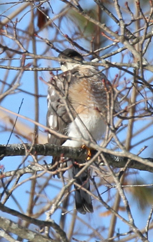 Sharp-shinned Hawk - ML310496791