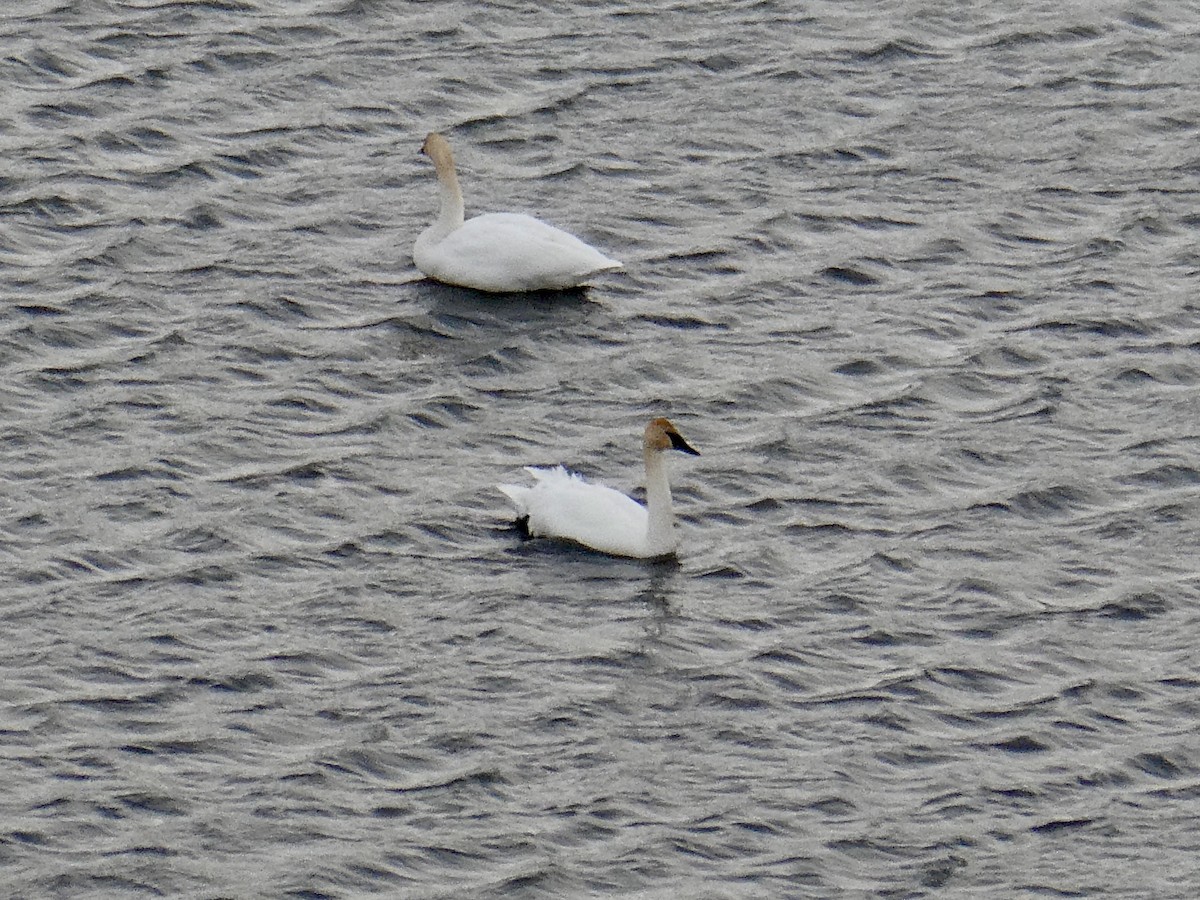 Tundra Swan - ML310496821