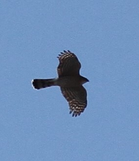 Sharp-shinned Hawk - ML310496831