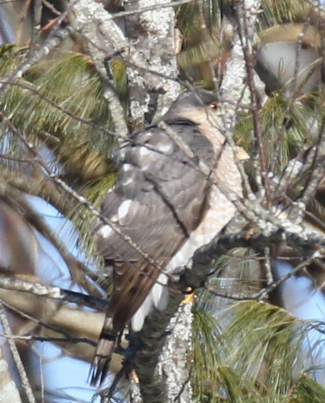 Sharp-shinned Hawk - ML310496981