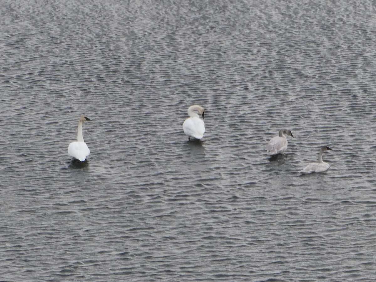 Trumpeter Swan - ML310497511