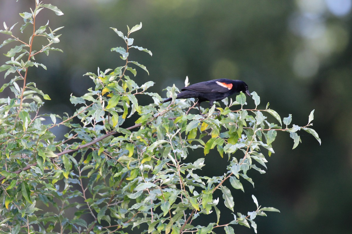 Red-winged Blackbird - ML31049821