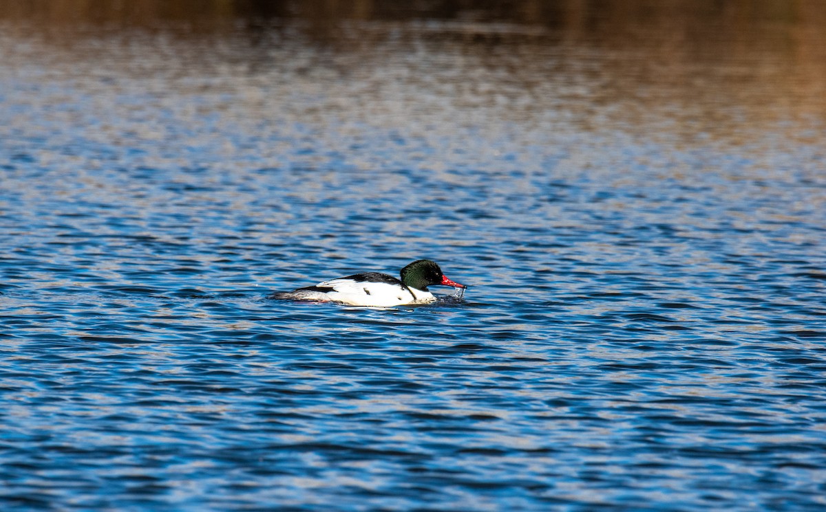 Common Merganser - ML310499191