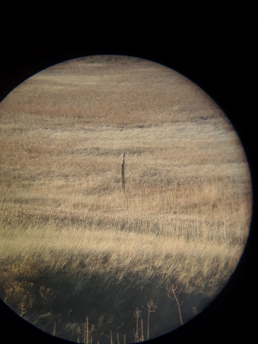 Northern Harrier - ML310500451