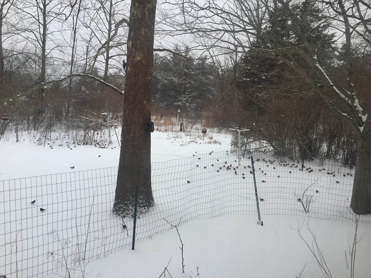 White-throated Sparrow - ML310501591