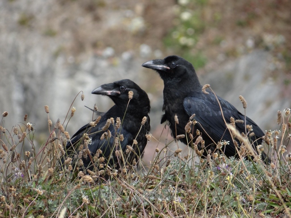 Common Raven - Lisa Hug