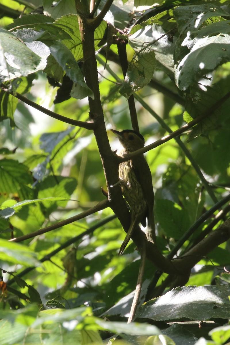 Elliot's Woodpecker (Elliot's) - ML310503751