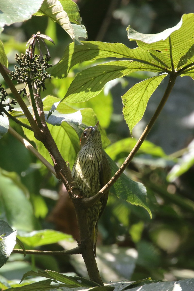 Elliot's Woodpecker (Elliot's) - ML310503761