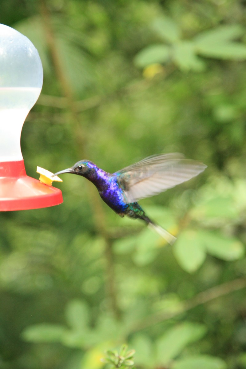 Violet Sabrewing - ML310506171