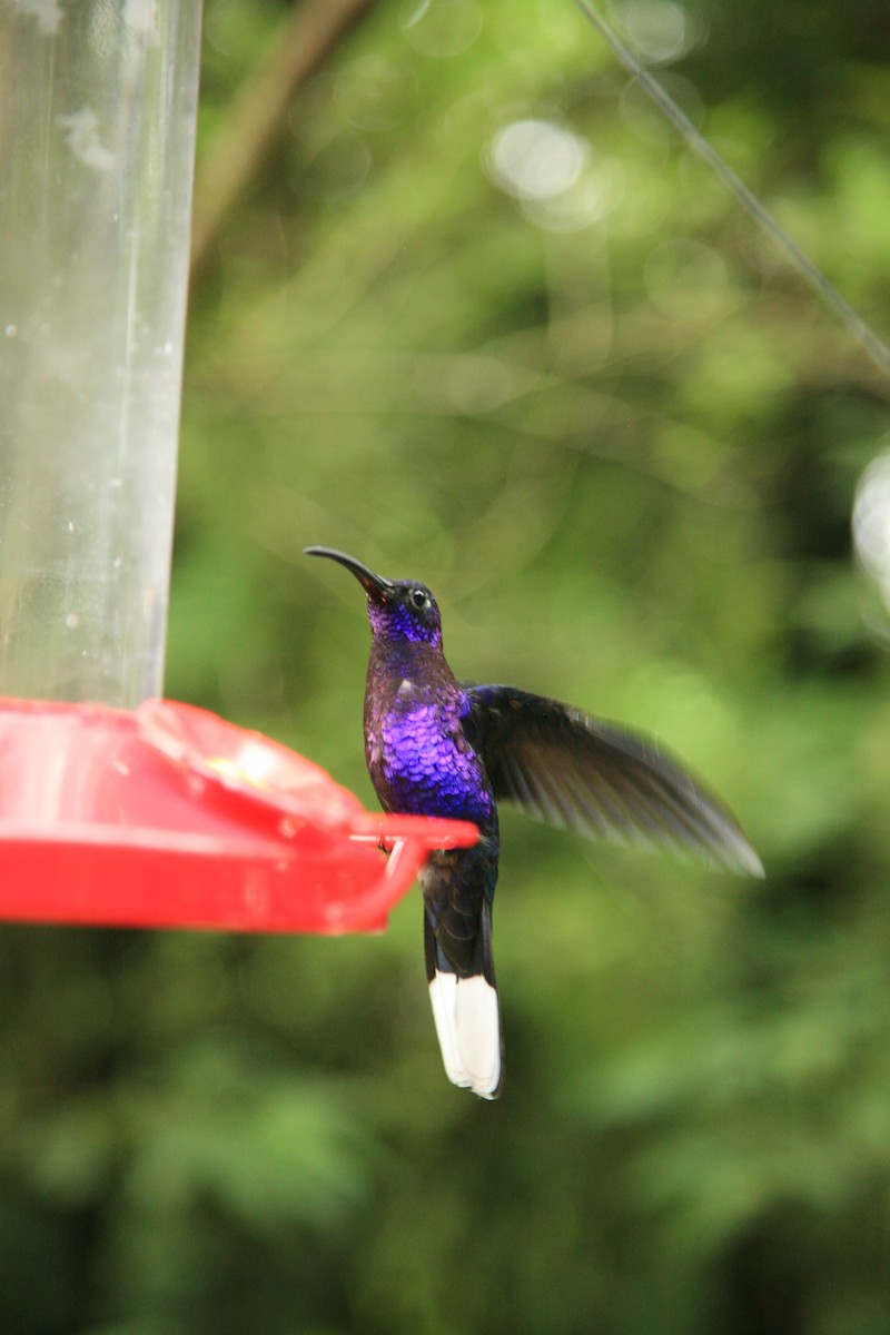 Violet Sabrewing - ML310506241