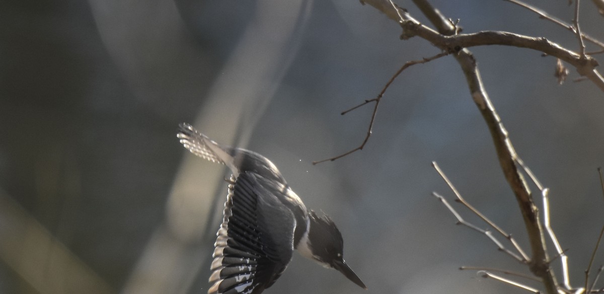 Belted Kingfisher - ML310506401