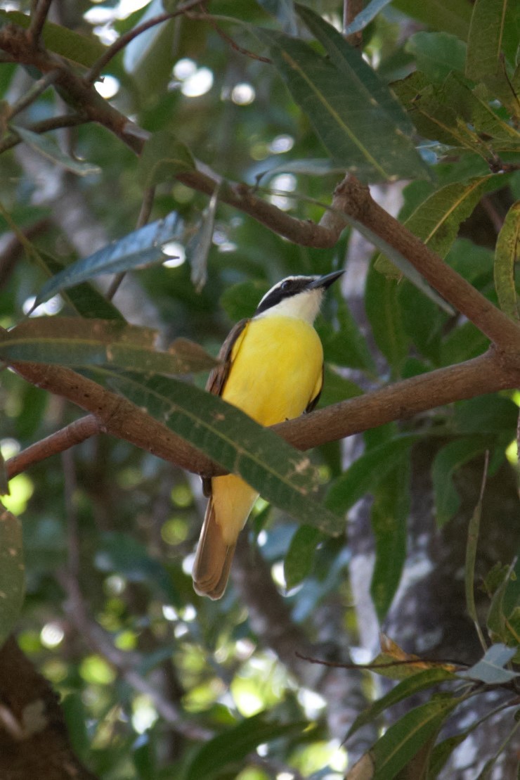 Great Kiskadee - Marisa Edwards