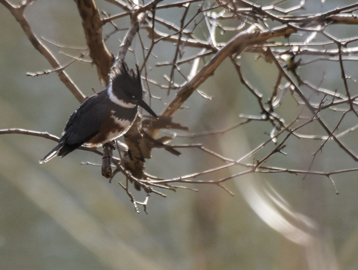 Belted Kingfisher - ML310506431