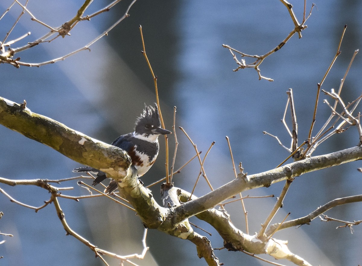 Belted Kingfisher - ML310506451