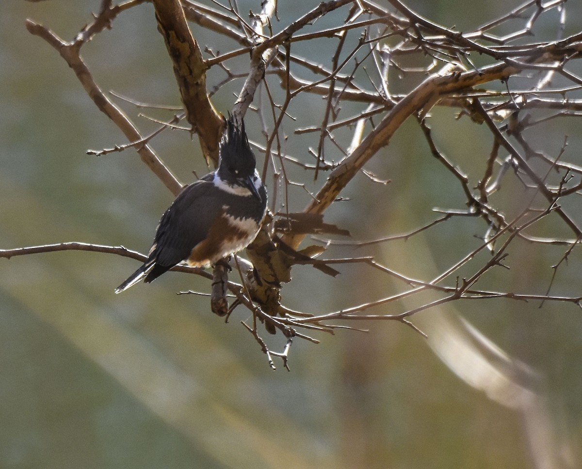 Belted Kingfisher - ML310506461