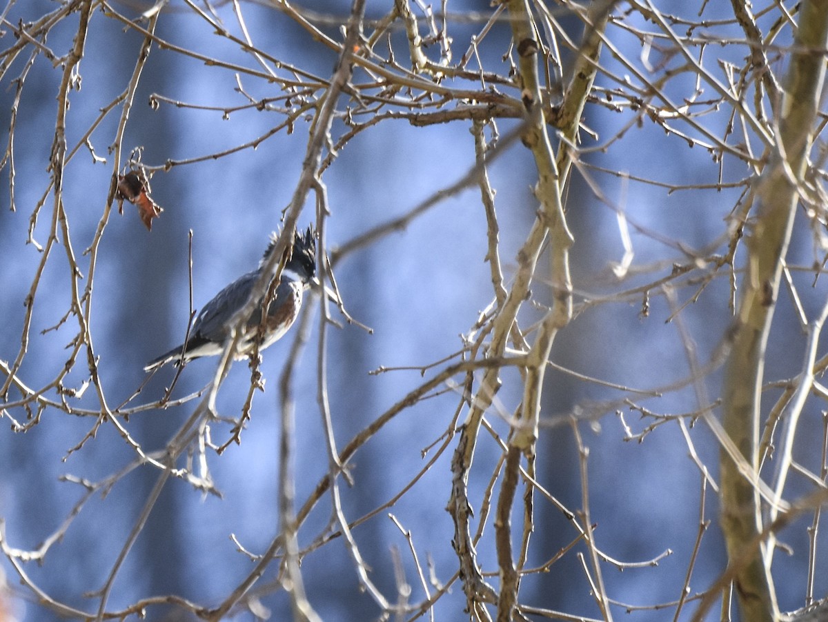 Belted Kingfisher - ML310506471