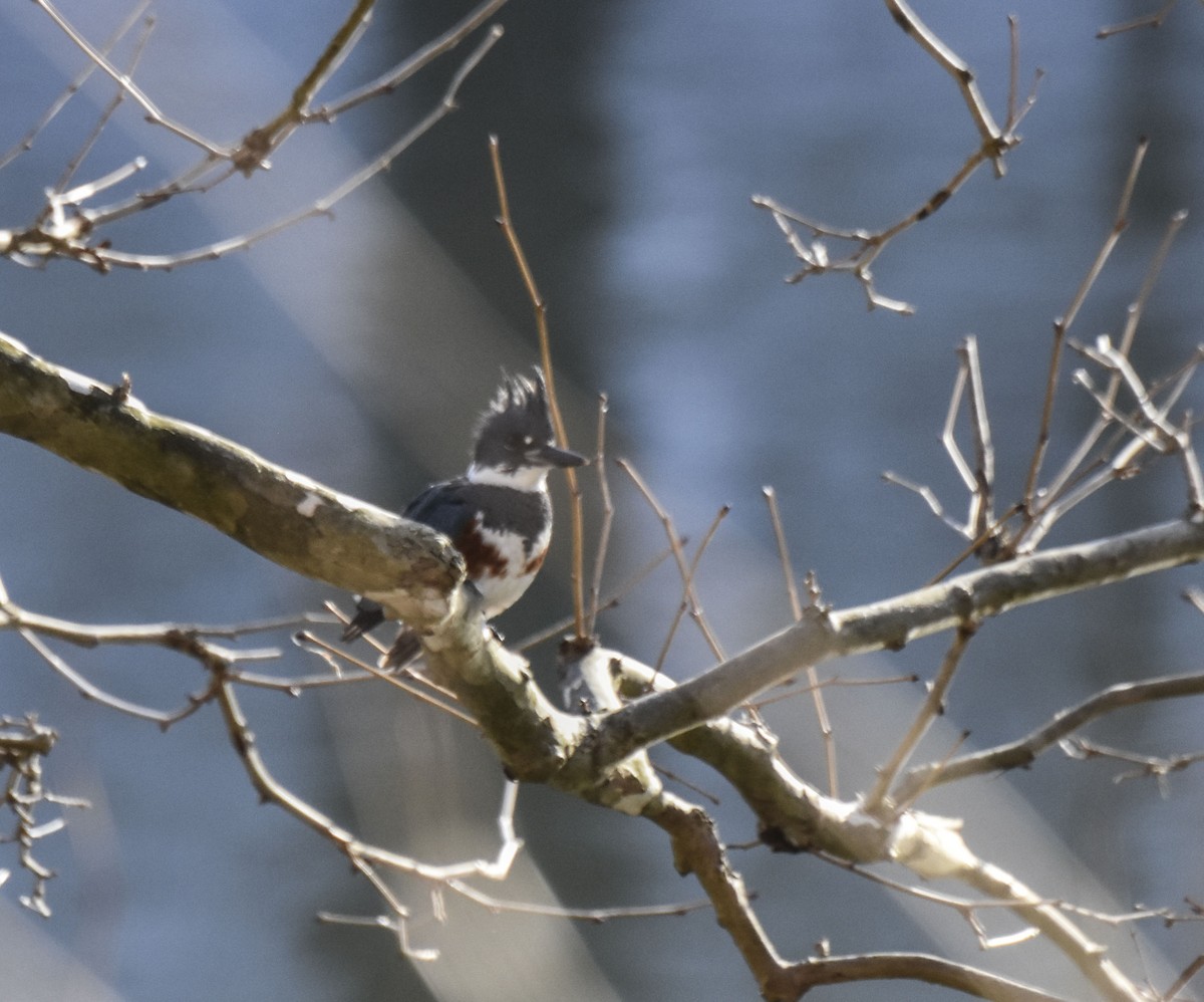 Belted Kingfisher - ML310506551