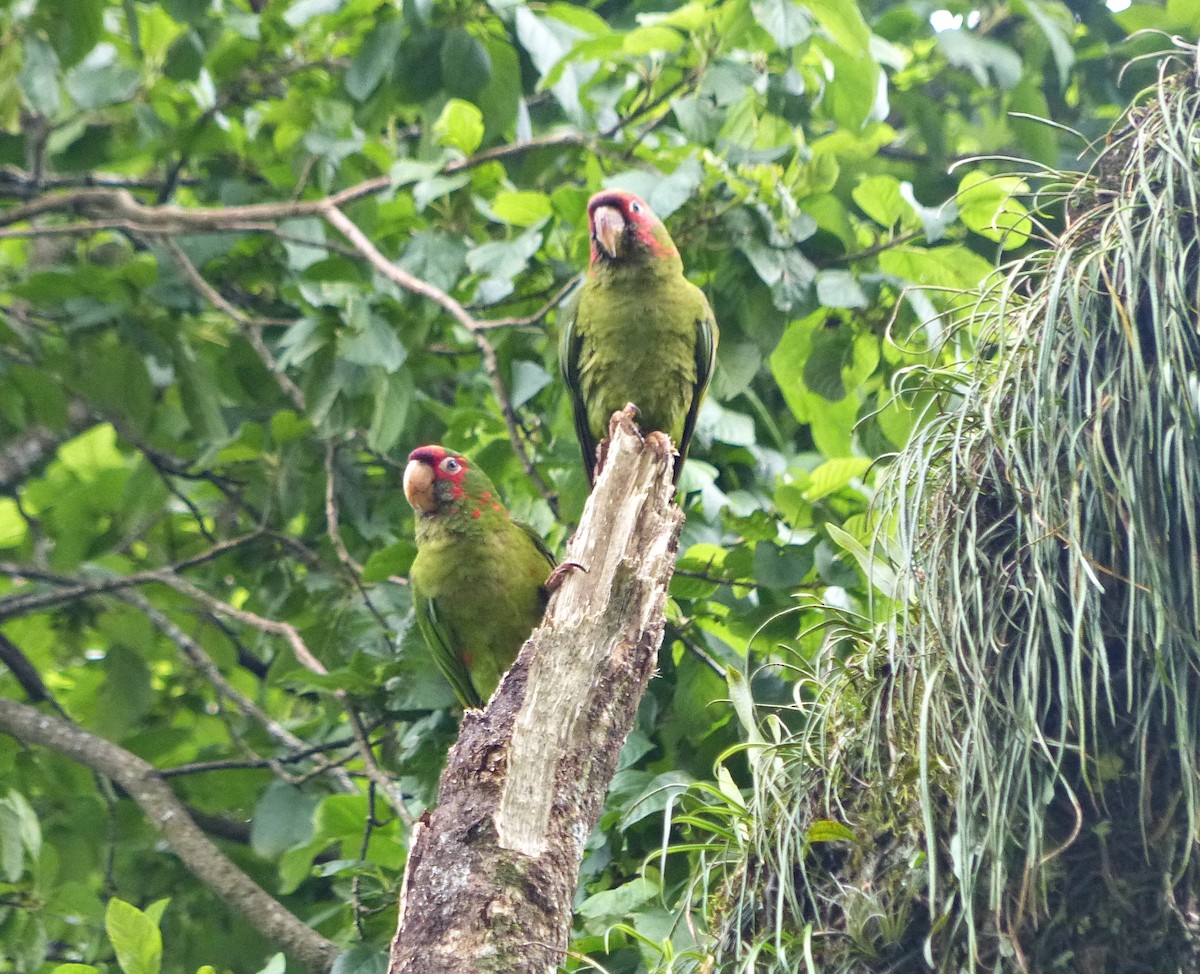 Mitred Parakeet - ML310507001