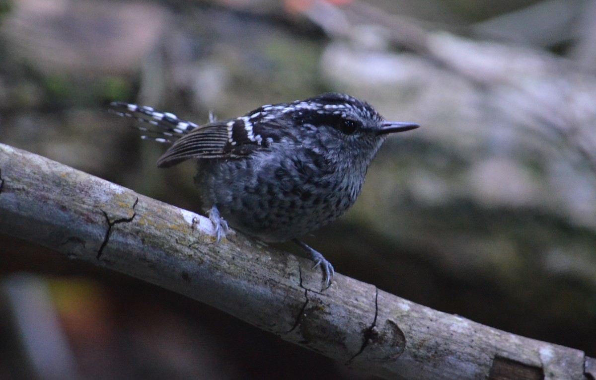 Scaled Antbird - Ben Phalan