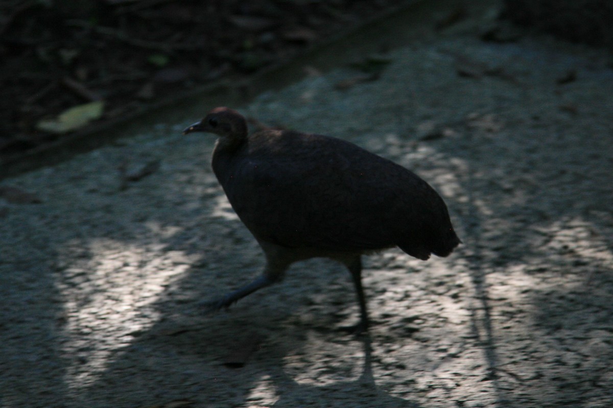 Great Tinamou - Marisa Edwards