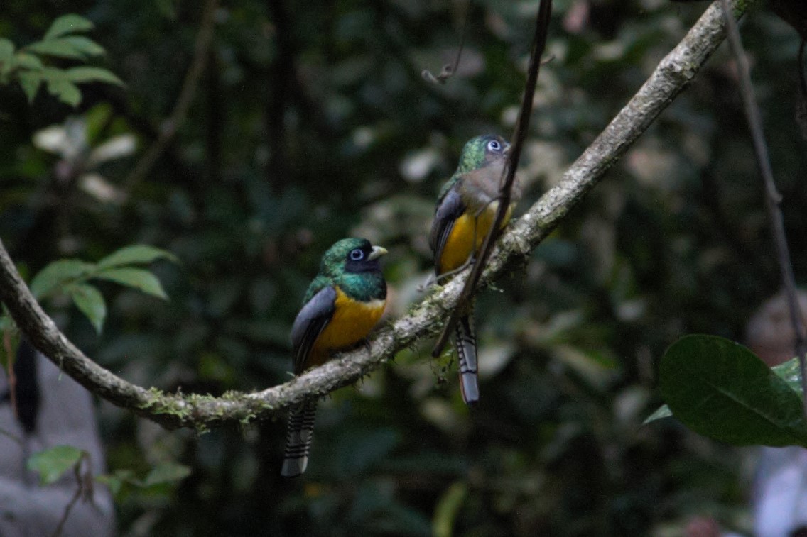 Northern Black-throated Trogon - ML310508011