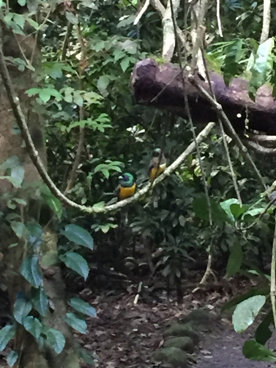 Northern Black-throated Trogon - Marisa Edwards