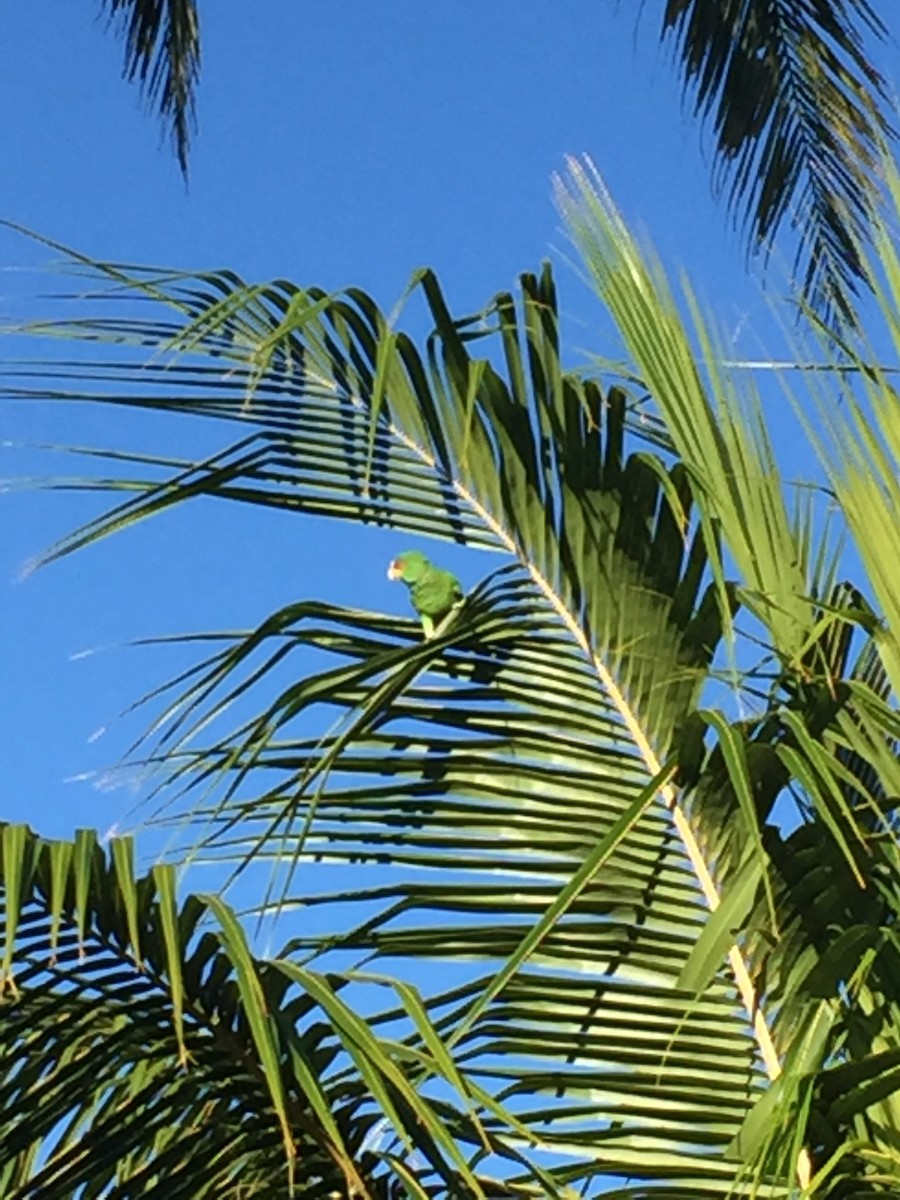 Red-lored Parrot - ML310508121