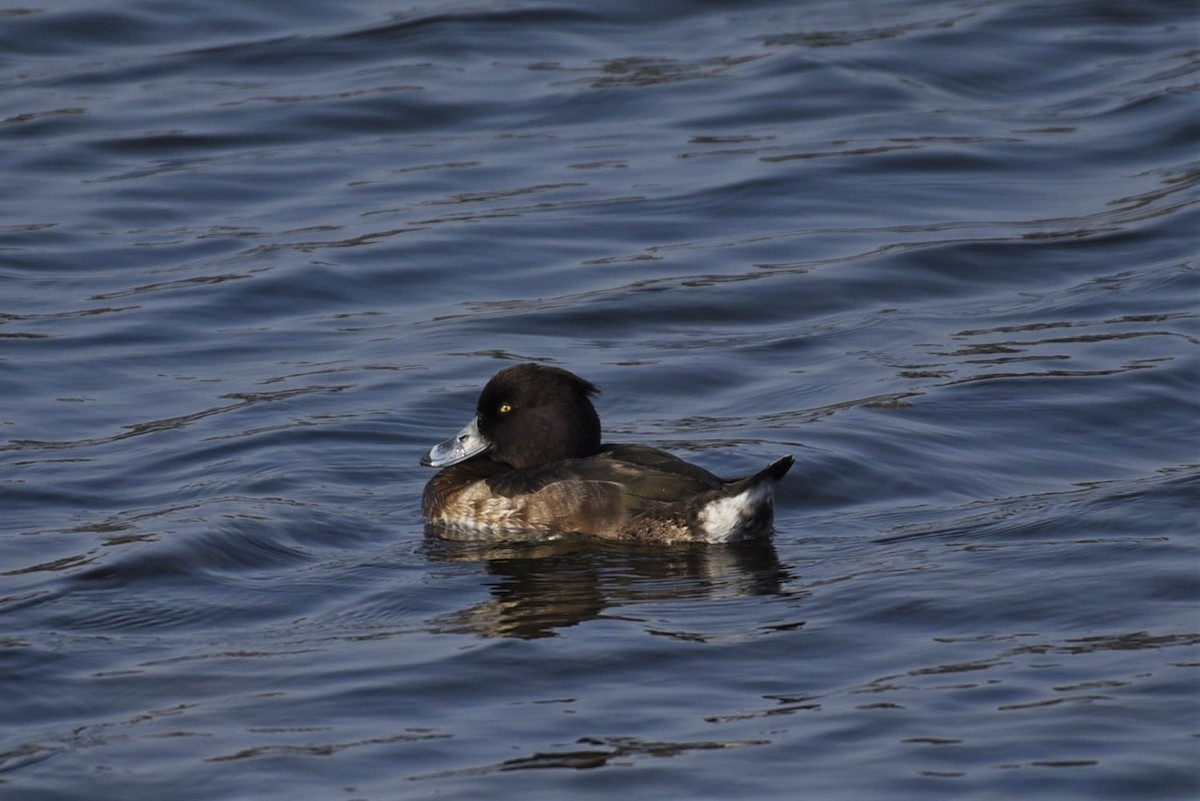 Tufted Duck - ML310508131