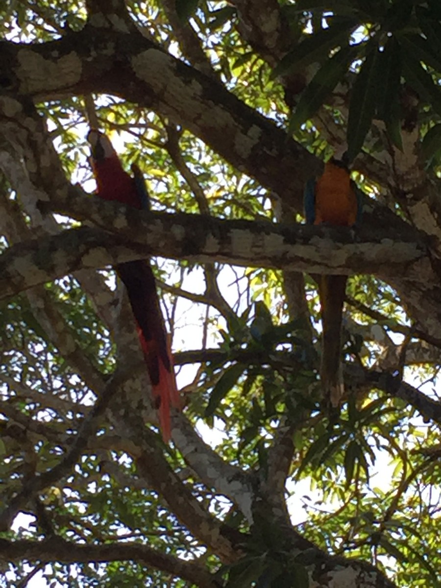 Scarlet Macaw - Marisa Edwards