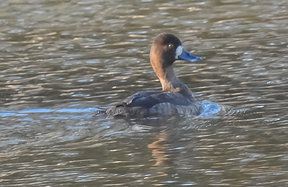 Greater Scaup - ML310509001