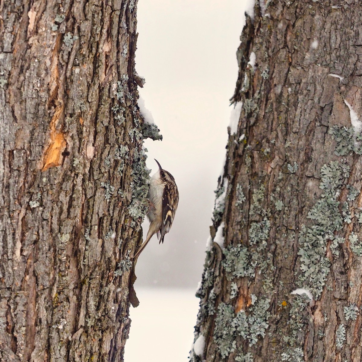 Brown Creeper - ML310509291