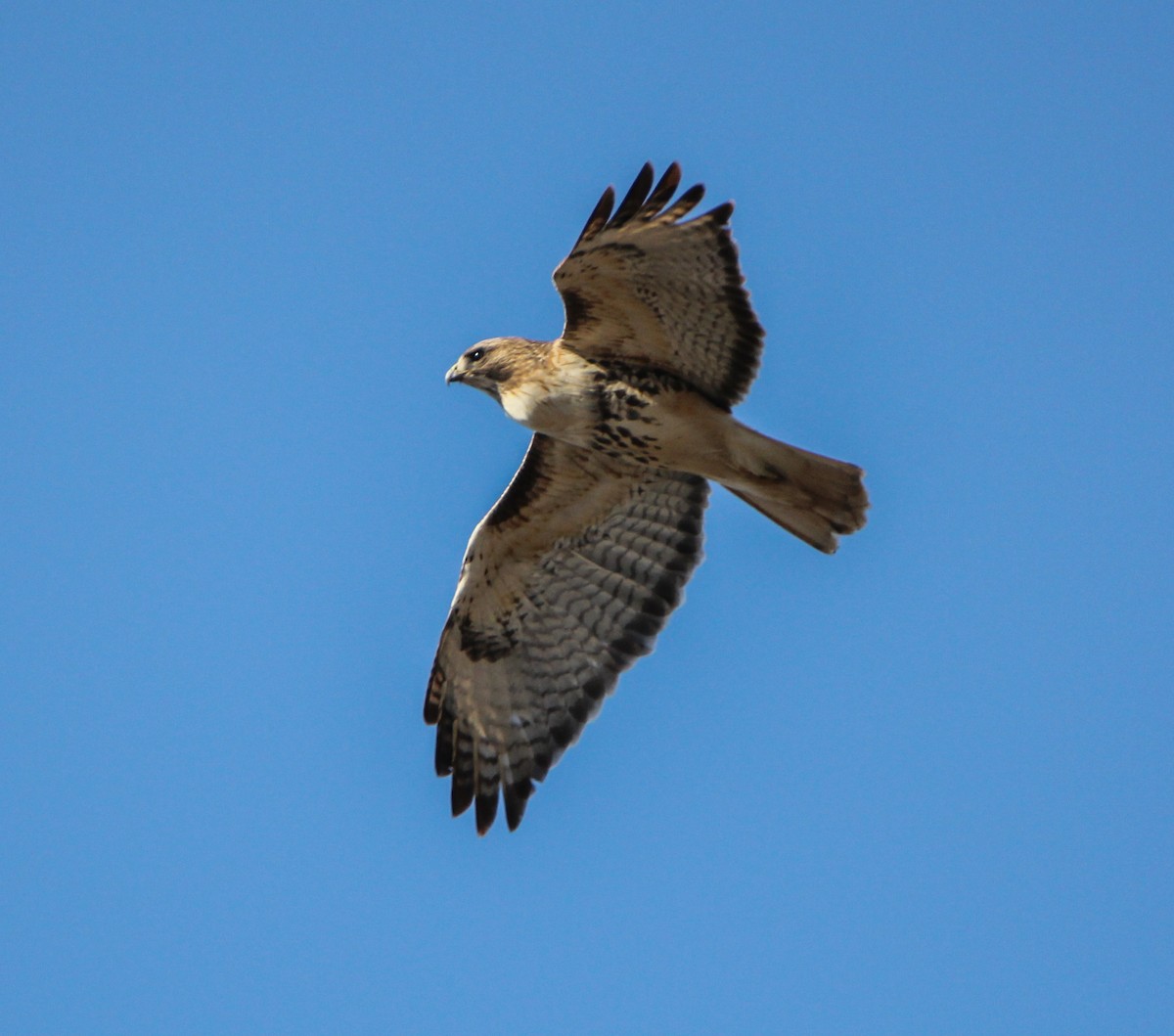 Red-tailed Hawk - ML310509471