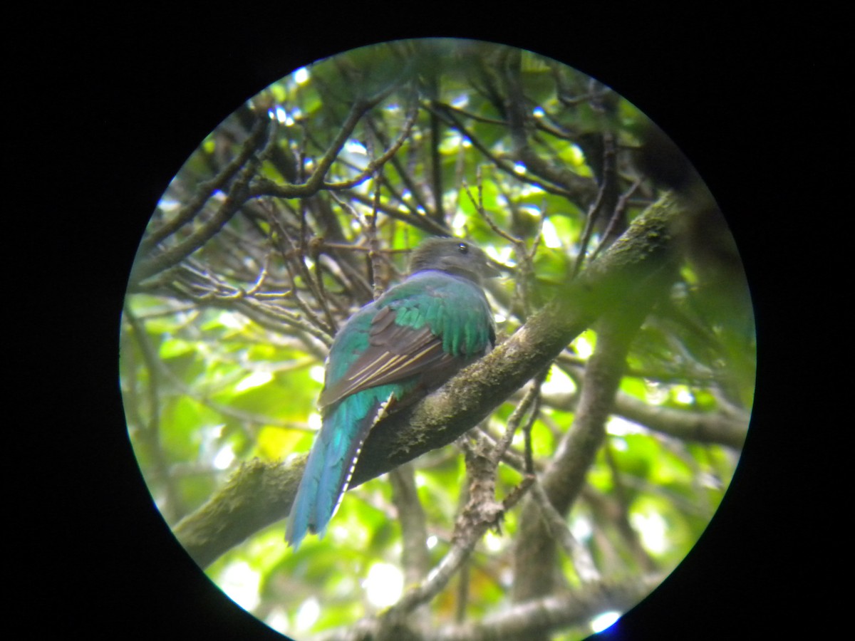 Resplendent Quetzal - ML310510071