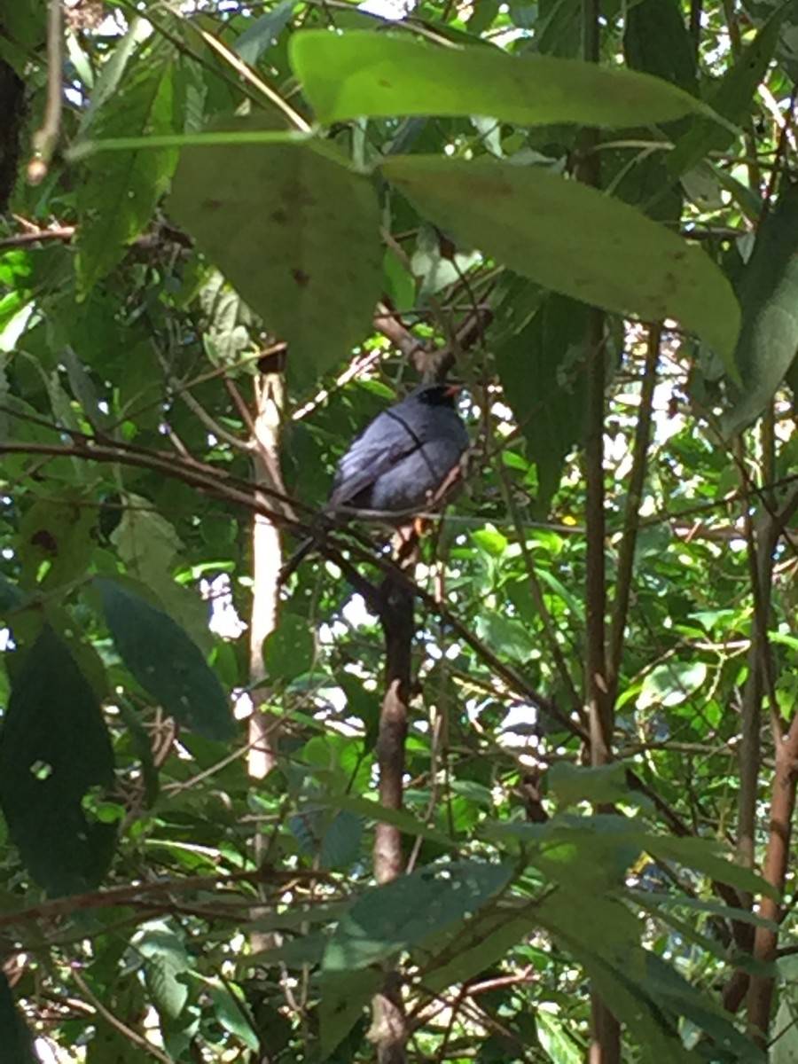 Black-faced Solitaire - Marisa Edwards