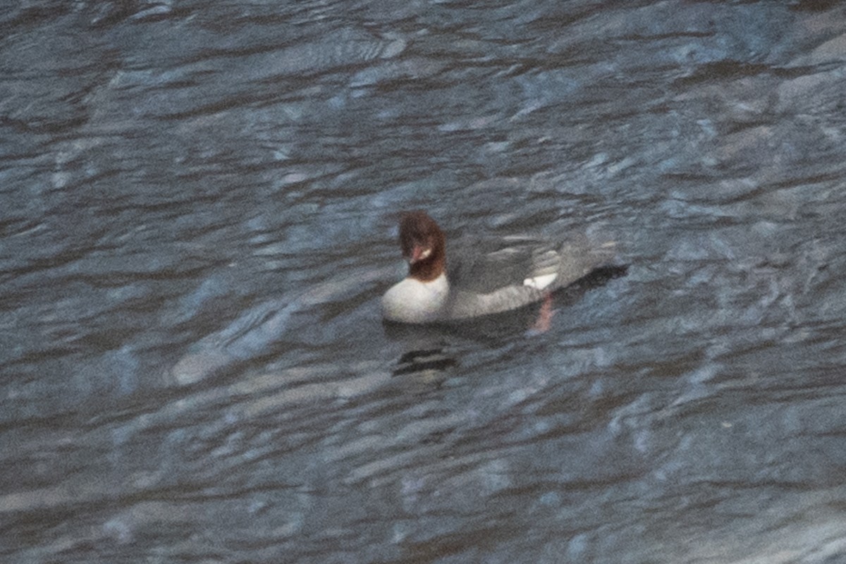 Common Merganser - ML310510391