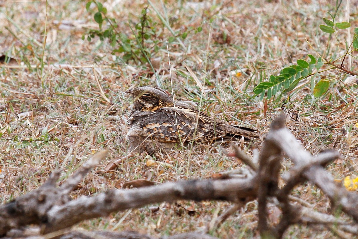 Indian Nightjar - ML310512741