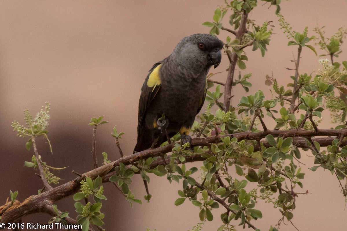 Rüppell's Parrot - ML310514821