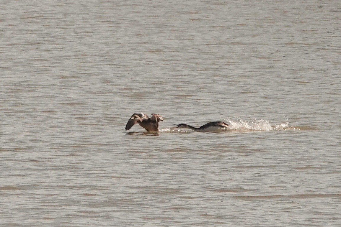 Great Crested Grebe - ML310515651