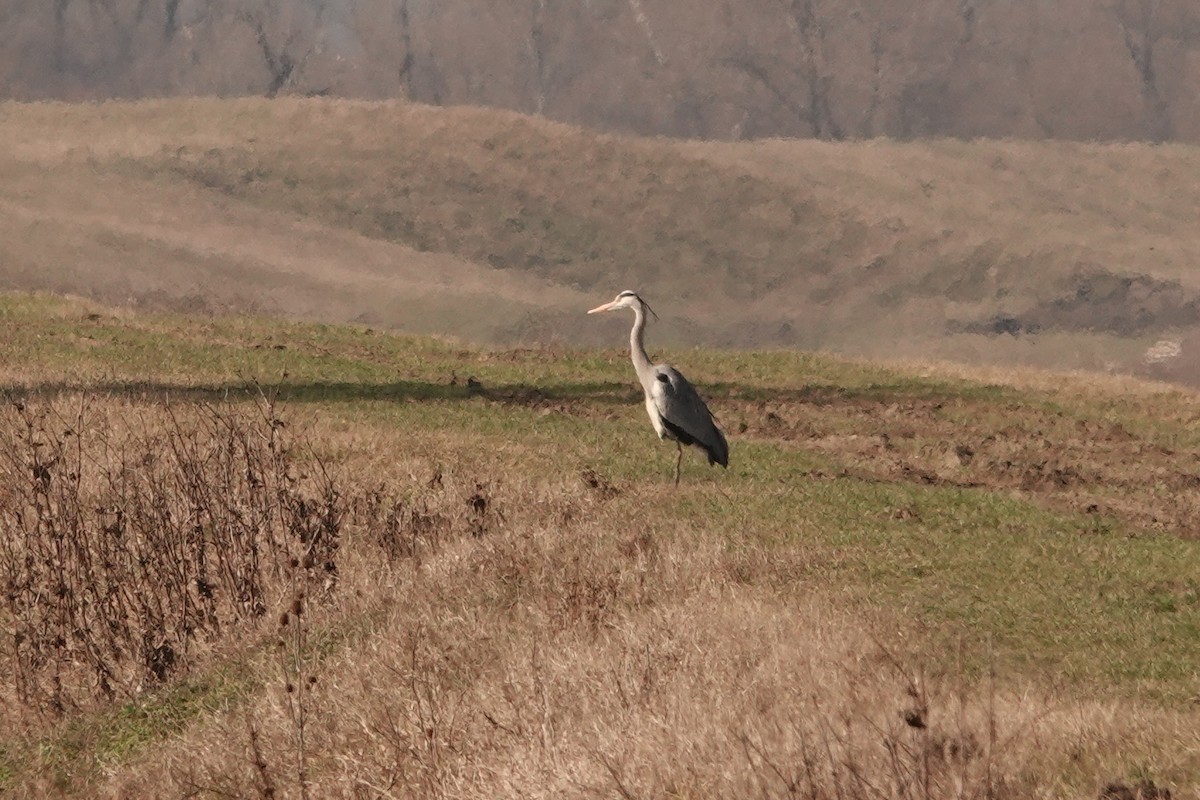 Gray Heron - ML310515941