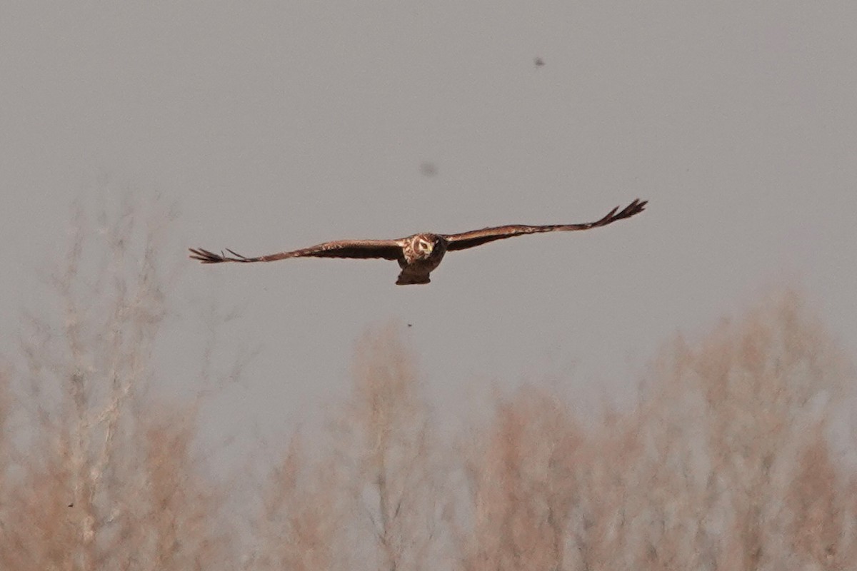 Hen Harrier - ML310516011