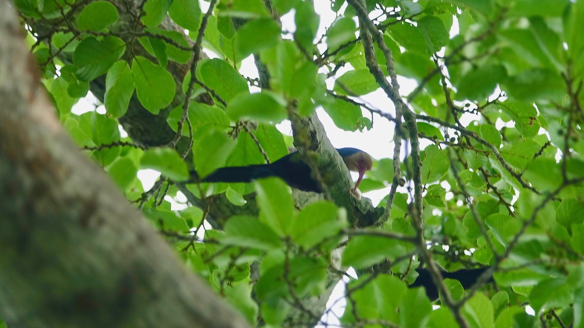 White-headed Woodhoopoe - ML310516101