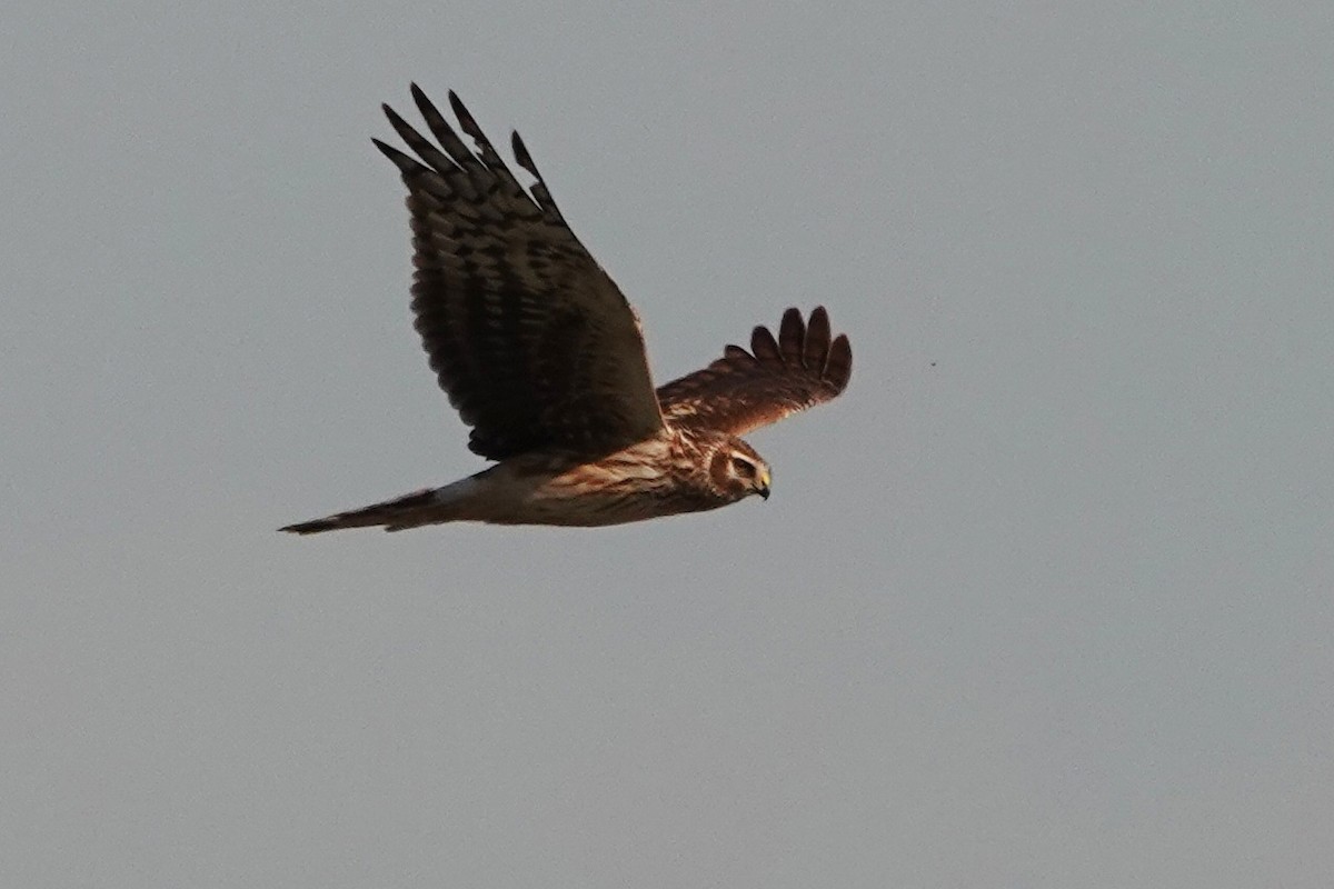 Hen Harrier - ML310516571