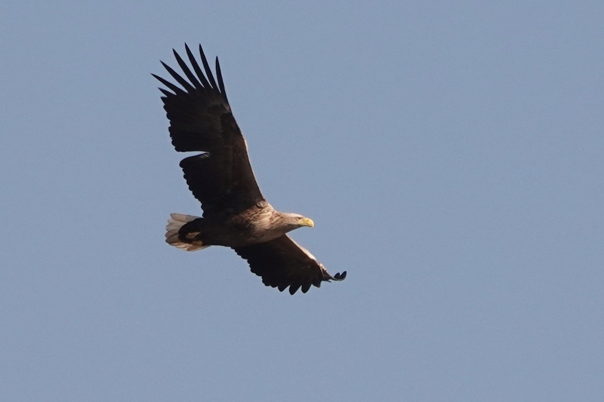 白尾海鵰 - ML310516961