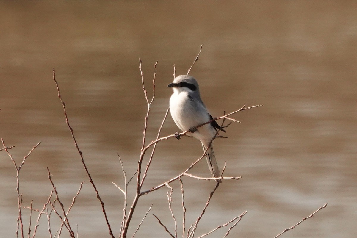 Great Gray Shrike - ML310517101