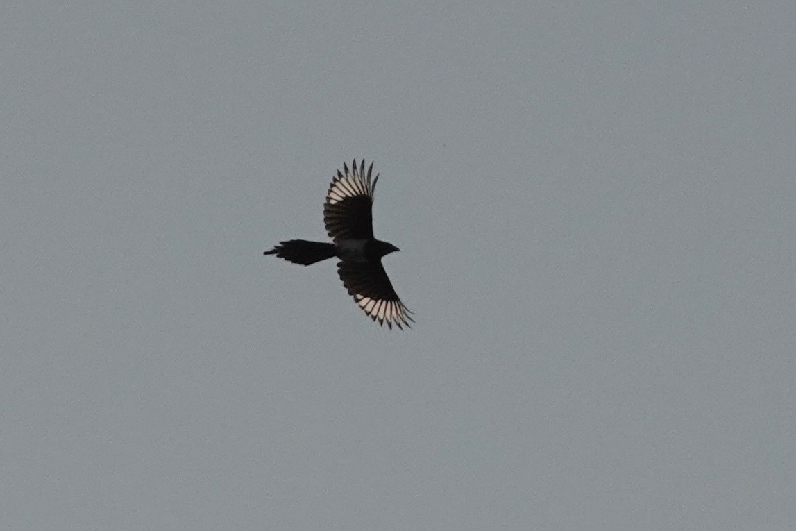 Eurasian Magpie - ML310517151