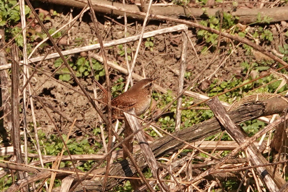 Eurasian Wren - ML310517291