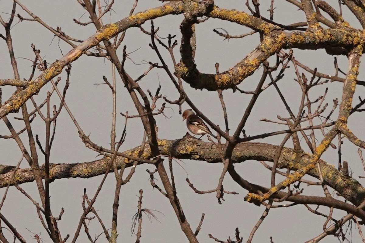 Common Chaffinch - ML310517401